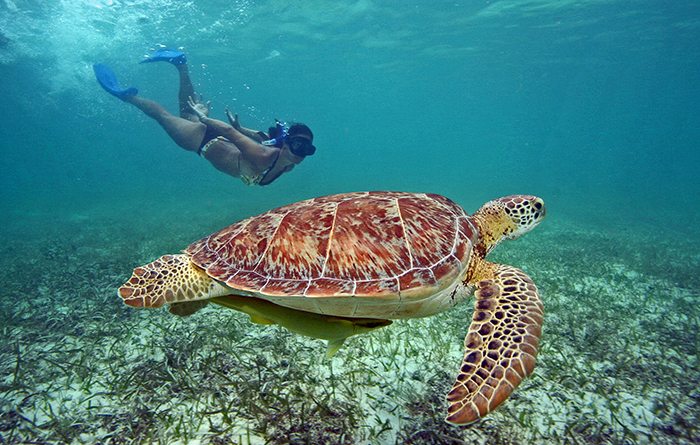 Swim with sea turtles